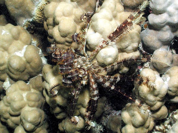 Heterometra savignii